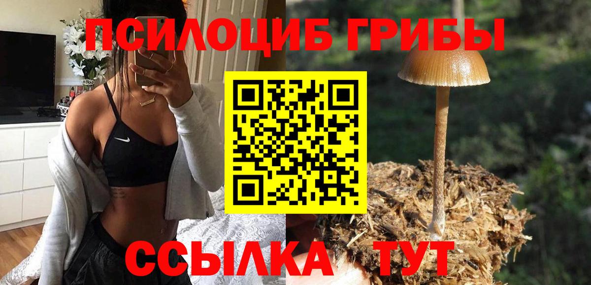 Псилоцибиновые грибы Psilocybine cubensis Коломна
